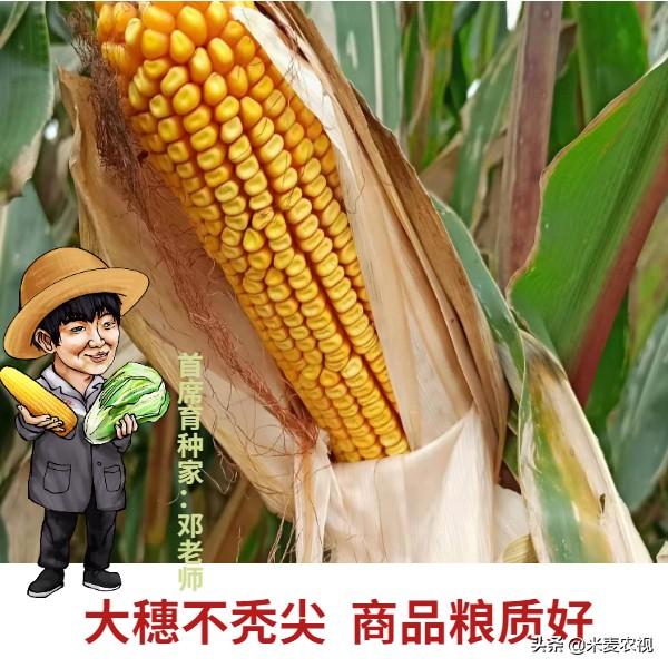 农民朋友种了多增收入，农民种什么能致富