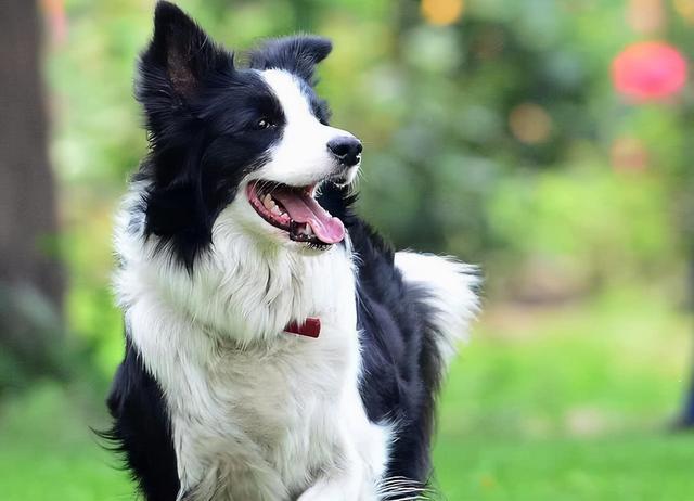 边境牧羊犬智商，边境牧羊犬能有多聪明（智力排行第一的边牧、德牧）