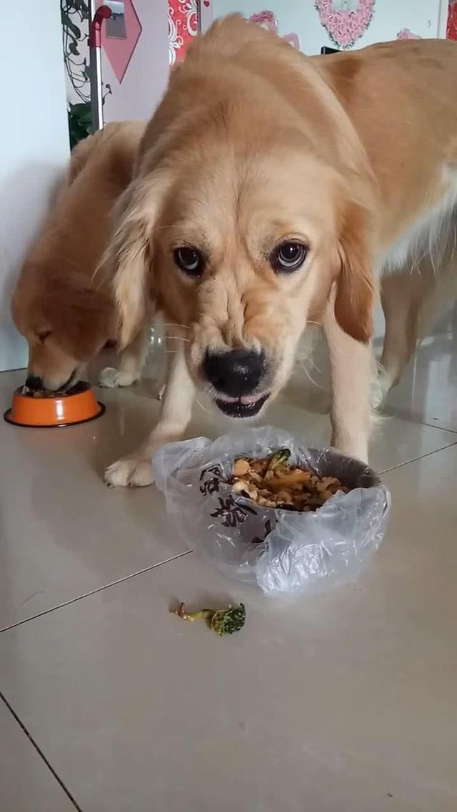金毛犬一般几个月才会咬主人，“金毛”一生中有5个阶段