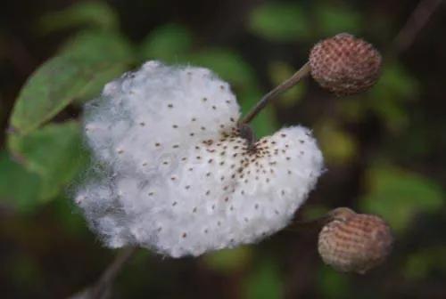 野棉花开花季节，打破碗花花也叫野棉花