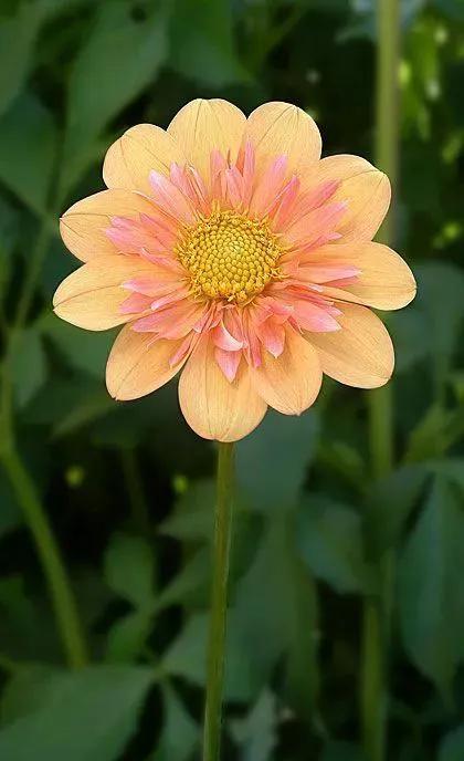 各种最好看的鲜花，分享40多种美丽的鲜花