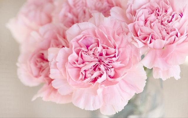 蓝色满天星图片，各种花的名称以及花语