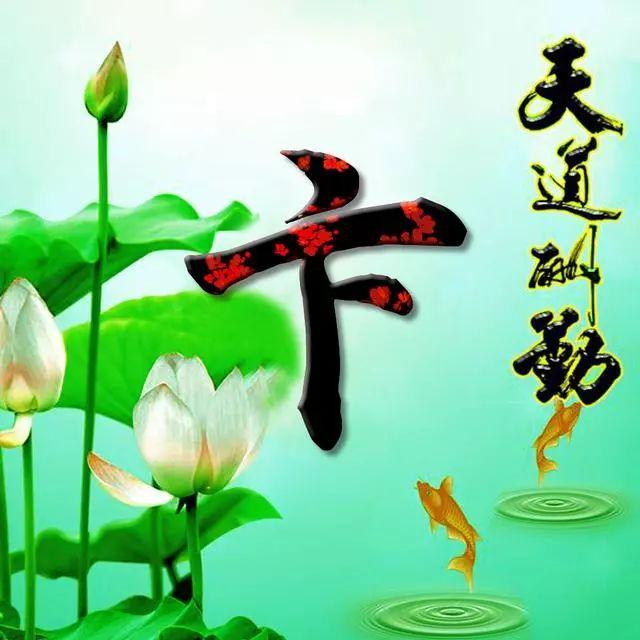 荷花头像图片大全，荷花头像高清图