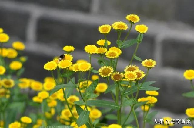 这么多野菜你认识几种，比韭菜还鲜嫩