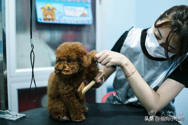 这6种东西就是狗狗的，狗狗最怕的四种狗