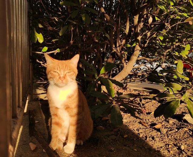 如何更好的养橘猫，大橘猫用这个方法整治小黑柴