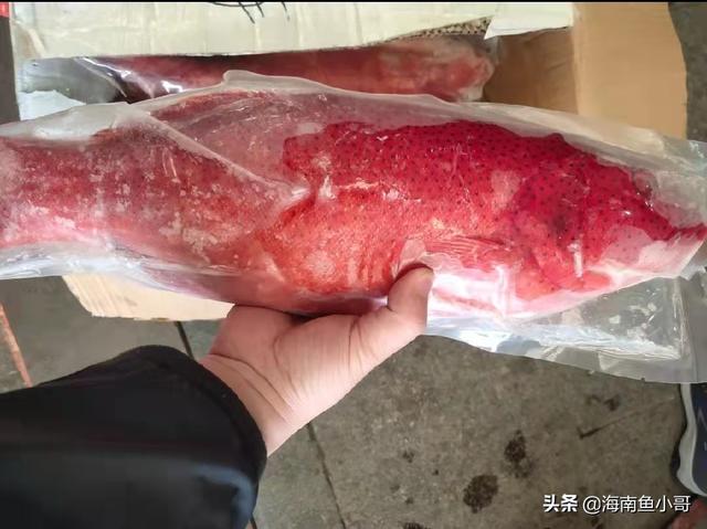 三亚常吃的石斑鱼，海南野生东星斑