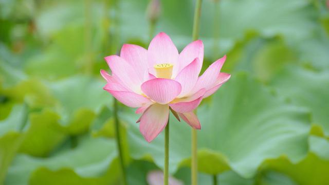 描述夏日炎日的诗句，炎炎夏日何以消烦暑