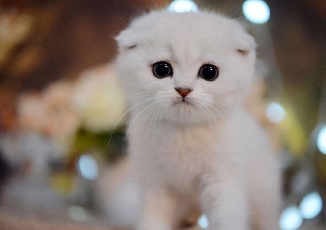 怎么判断猫咪是不是折尾猫，为什么一窝猫咪中有折耳有立耳