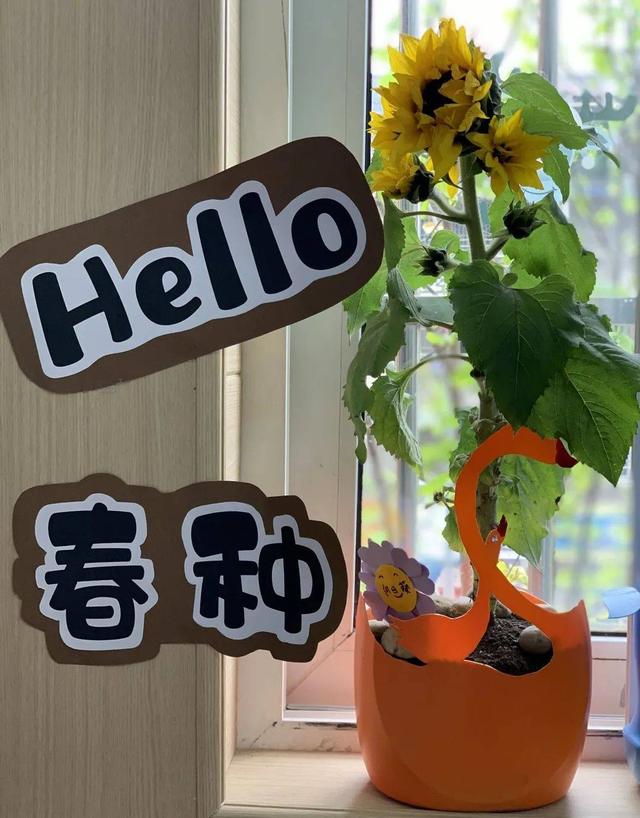 幼儿园自然角在线研讨，小小自然角春意盎然中