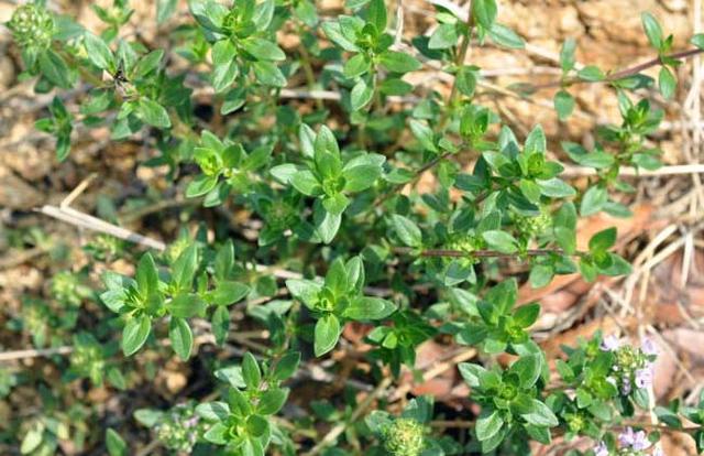 一株什么的小草，“我是高原冻土路上的一株‘小草’”