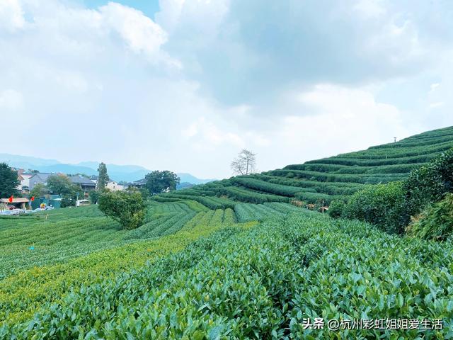杭州春游适合的地方，风景绝美好玩不贵