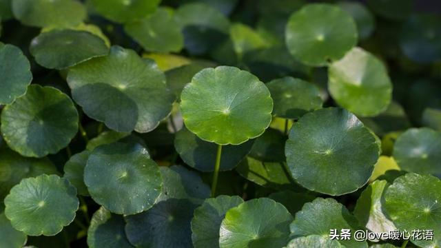 适合家里养的绿植，家中什么绿植最好养（6种花是“天然清道夫”）