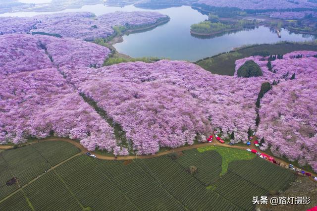 贵州平坝的樱花开到什么时候，贵州贵阳：平坝樱花灿烂盛开