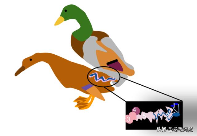 猫咪进化成猫颈鹿，雄性动物有多拼