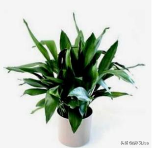插花怎么弄出漂亮花束，掌握这“三个”原则