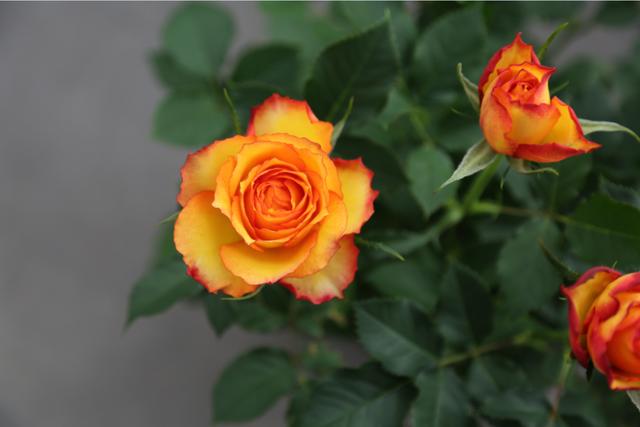 七夕33朵玫瑰花语，<浪漫的数字背后隐藏的秘密>