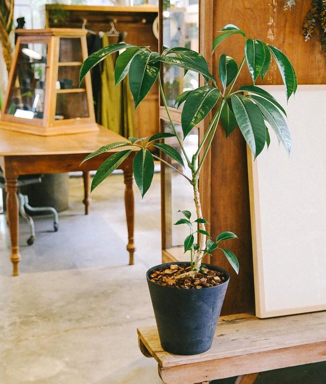 花期长的网红植物，年年是“开花机器”