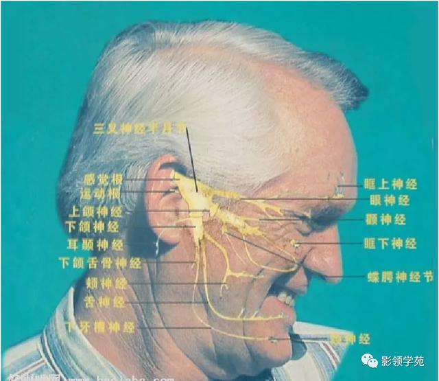 面部血管分布图，三叉神经分支及面部分布规律（玻尿酸怎么打，才会避免栓塞呢）