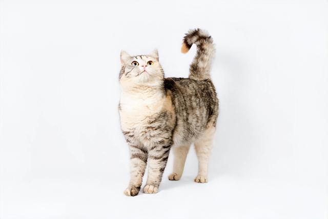 从猫咪的尾巴能看出什么，猫咪尾巴会说话