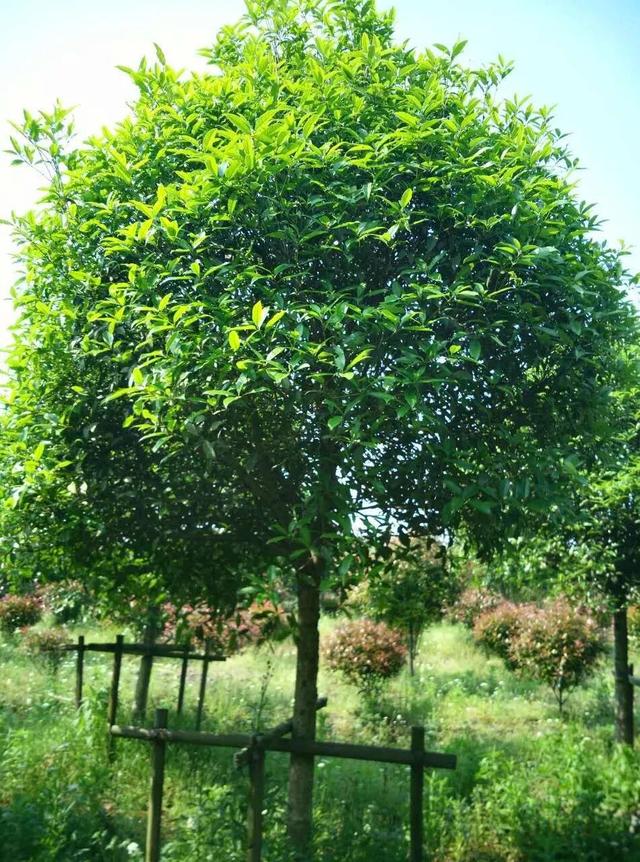 白蜡杆是什么树，白蜡树分类（白蜡杆：别看我瘦）