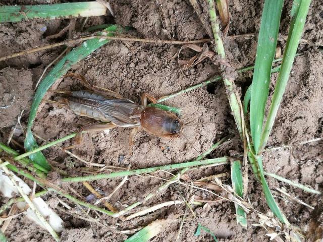 最正宗的农村土狗，10块钱买了只小土狗