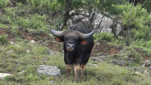 世界上最大的野牛有多重，云南发现8头野牛