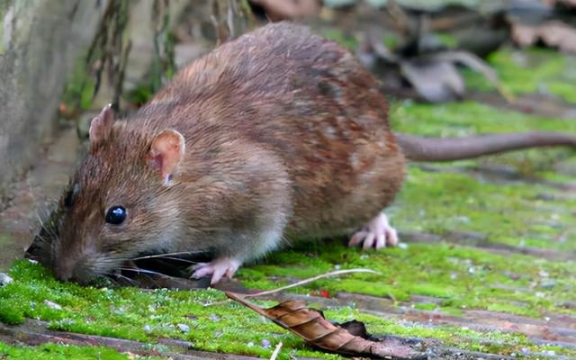 老鼠的天敌有哪些排名，四害之首的老鼠
