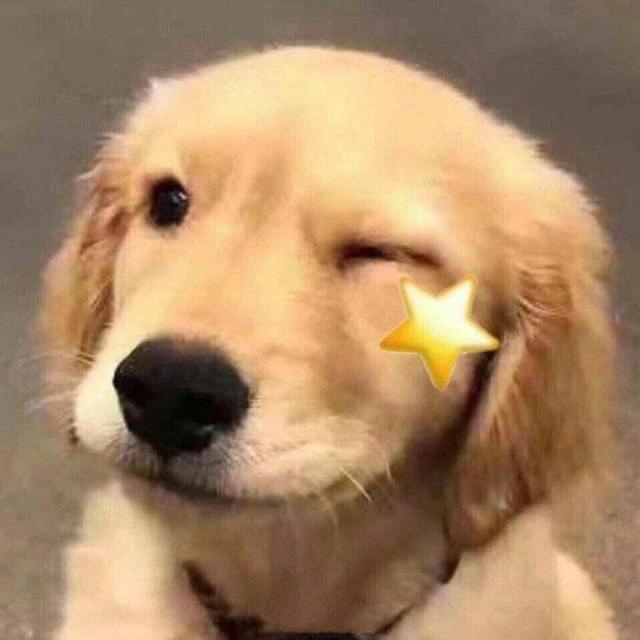 怎样分辨博美犬的性格，小博美的这几个性格特点