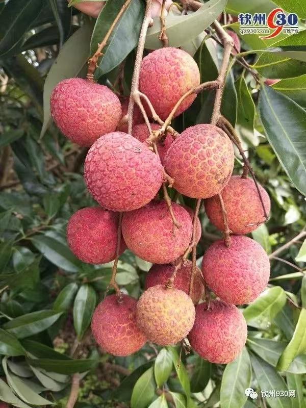 广东灵山荔枝采摘，灵山荔枝已成熟