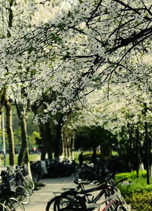 最漂亮的十所大学宿舍，别人家系列重庆大学虎溪校区学生宿舍的美不只一点