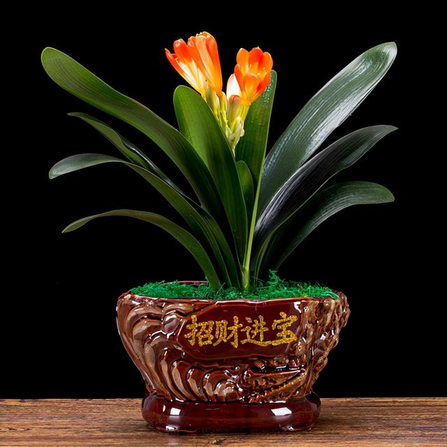 君子兰不开花怎么办才能开花，用“啤酒水”擦叶子