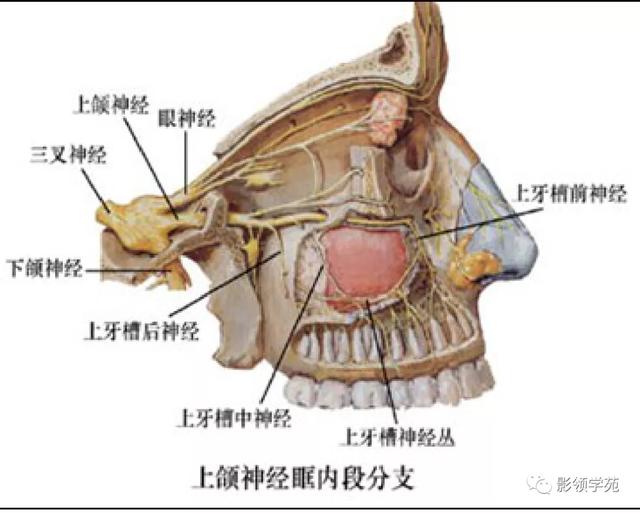面部血管分布图，三叉神经分支及面部分布规律（玻尿酸怎么打，才会避免栓塞呢）