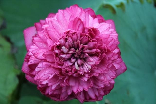 名贵荷花十大品种，最大的荷花品种排行榜