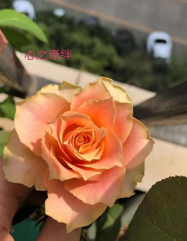 切花月季哪几个品种比较好，常见切花月季一览