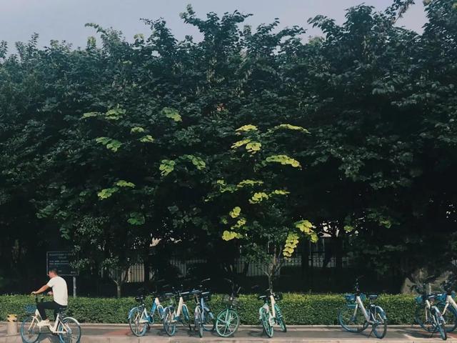 情到浓时人自醉，情到浓时人自醉爱到深处人不悔