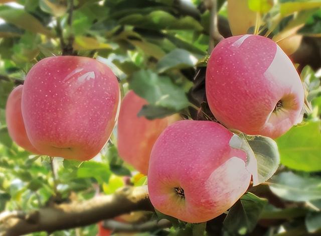 云南产什么水果，云南水果种类及名称