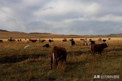 朊病毒到底是一种什么东西，千万别吃同类的肉