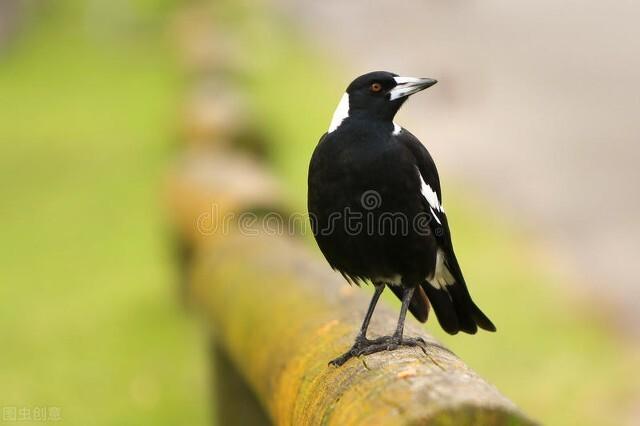 乌鸦哥绘画，阿庆哥画鸟