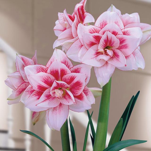 春节花卉品种大全大图，春节遇花期，五彩斑斓过新年