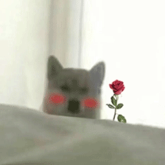 可爱小狗表情包，可爱表情包大全狗子