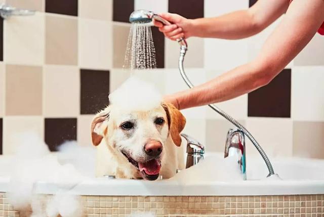 保持狗狗健康注意这三点，要想狗狗身体强壮