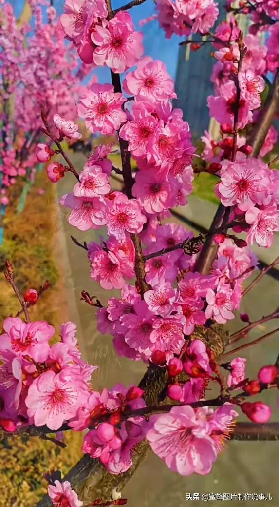 一束鲜花一份温馨一种愉悦，一束鲜花一个春天