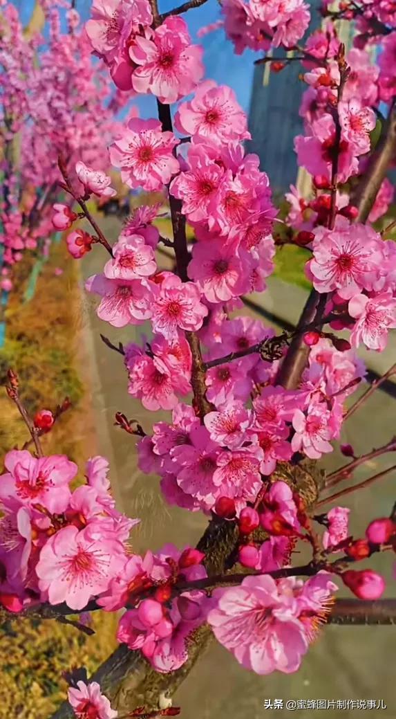 一束鲜花一份温馨一种愉悦，一束鲜花一个春天