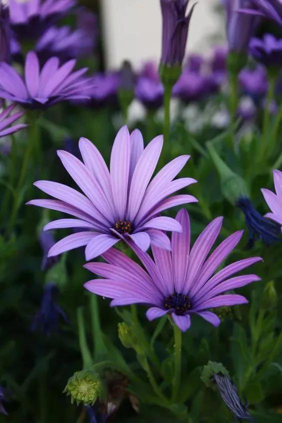 各种最好看的鲜花，分享40多种美丽的鲜花