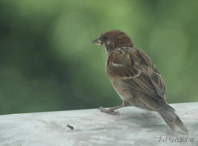 养野鸟的正确方法，强行让野鸟适应笼养环境