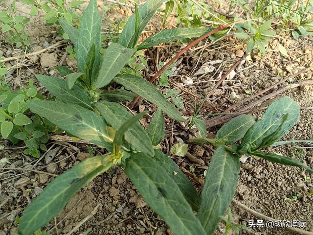 这么多野菜你认识几种，比韭菜还鲜嫩