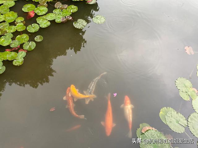 杭州春游适合的地方，风景绝美好玩不贵