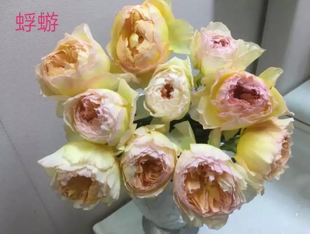 切花月季哪几个品种比较好，常见切花月季一览