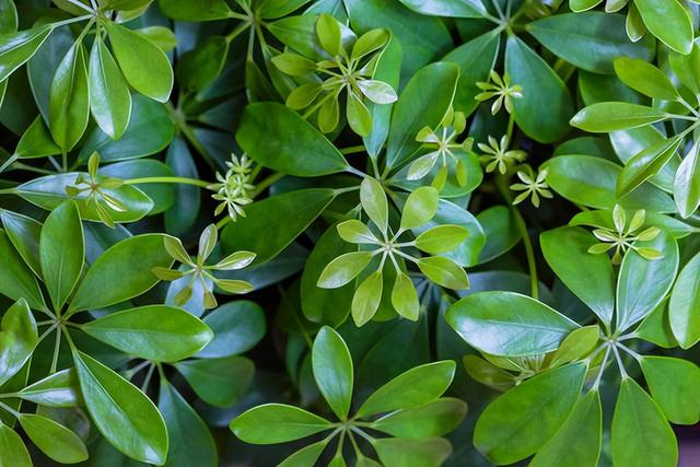 花卉图片及名称大全，常见绿植花卉及名称大全（100种常见花图鉴）